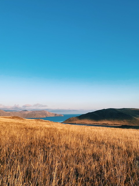 Baykal Foku Nerede Yaşar? Ne Yer? Özellikleri