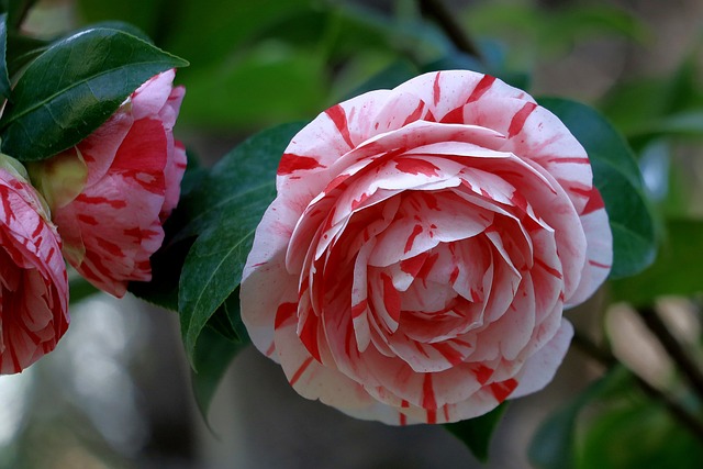 Camellia Nedir? Camellia Ne Demek?
