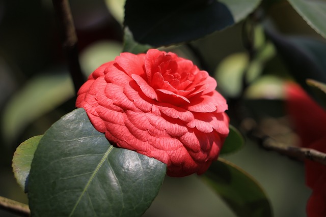 Camellia Nedir? Camellia Ne Demek? Camellia Nedir? Camellia Ne Demek?