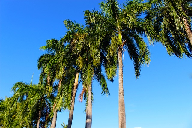 Coconut Nedir? Coconut Ne Demek?