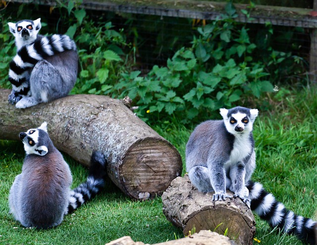 Halka Kuyruklu Lemur Nerede Yaşar?