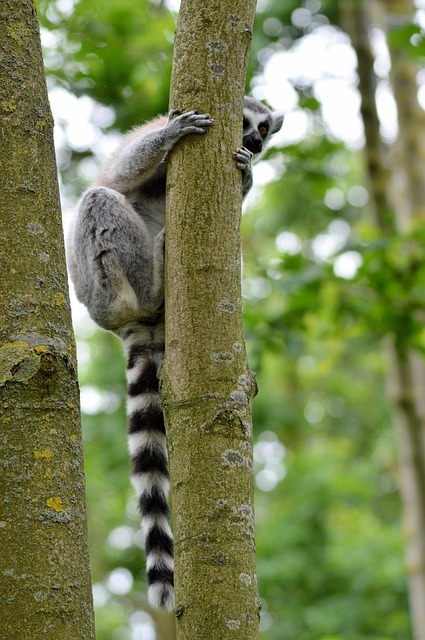 Halka Kuyruklu Lemur Nerede Yaşar?