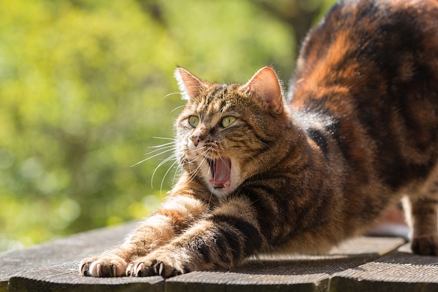 Kedi Maması Yersek Ne Olur?