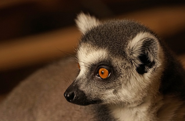 Lemurlar Nerede Yaşar? Ne Yer? Özellikleri